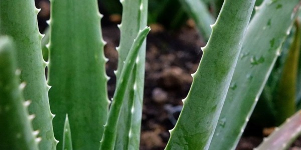 How to recognise the aloe vera flower