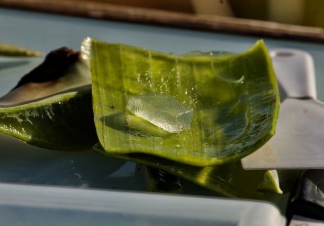 How to use aloe vera for insect bites